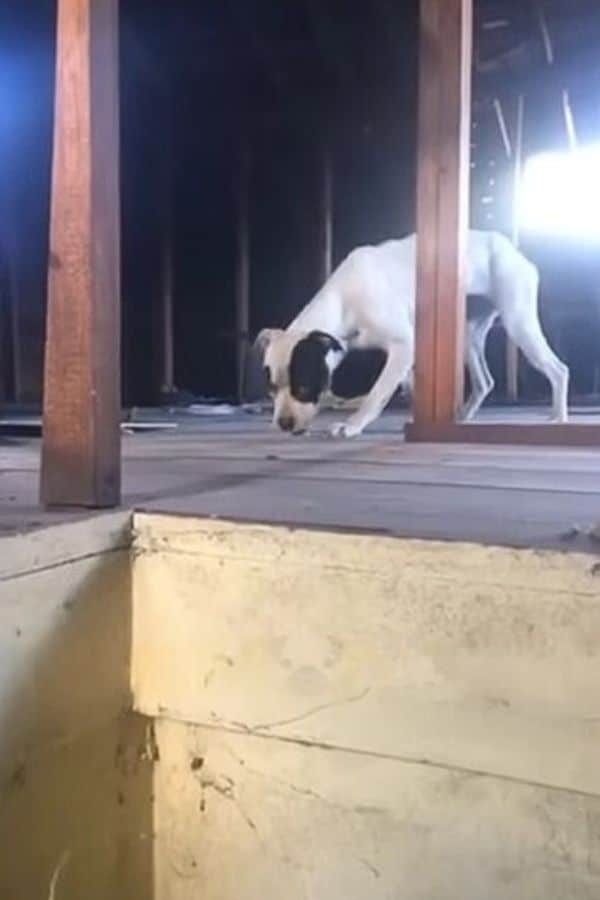 Just twenty days later, it was discovere...