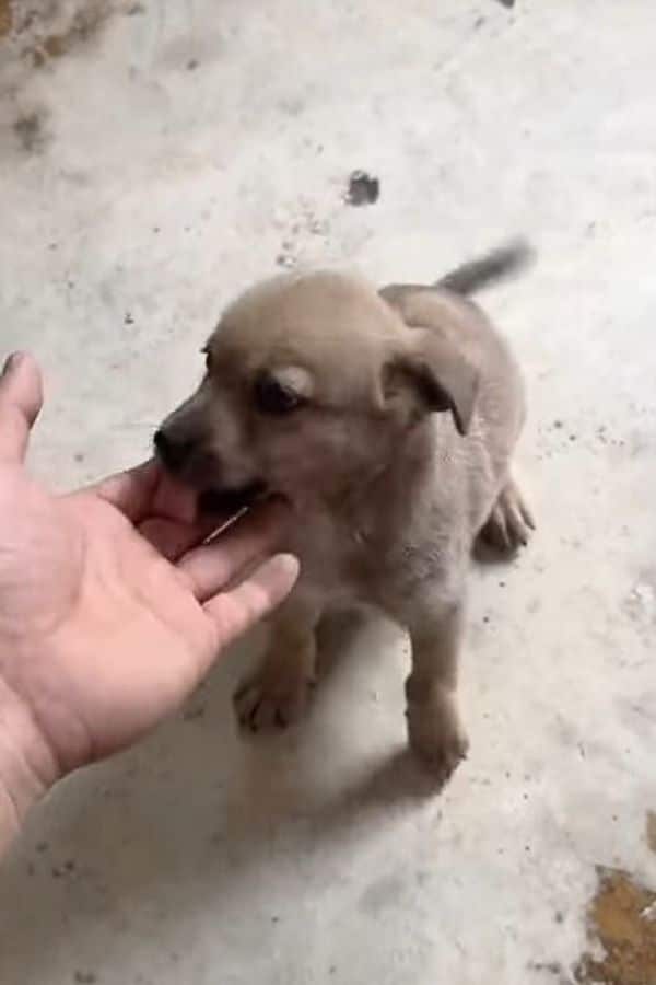 Extra image from article