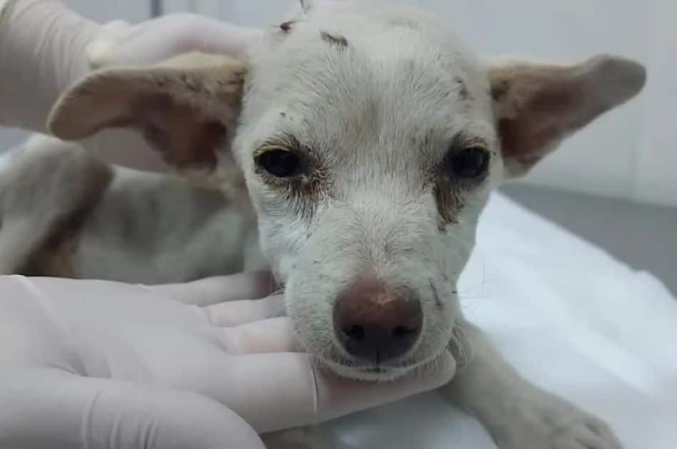 Extra image from article