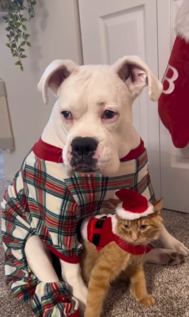 Extra image from article