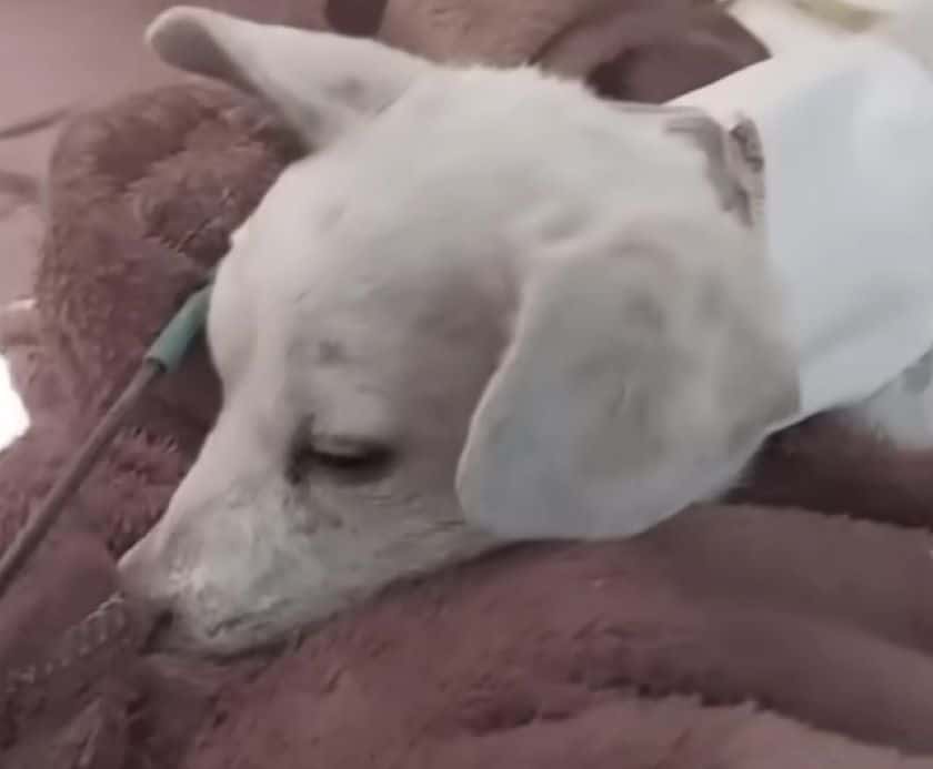 Extra image from article