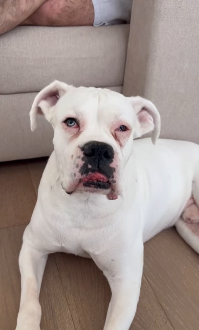 Baloo is more than just a pet to Callan....