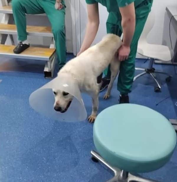 After successful surgeries, she continue...