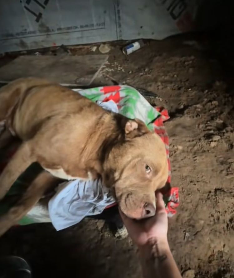 Extra image from article