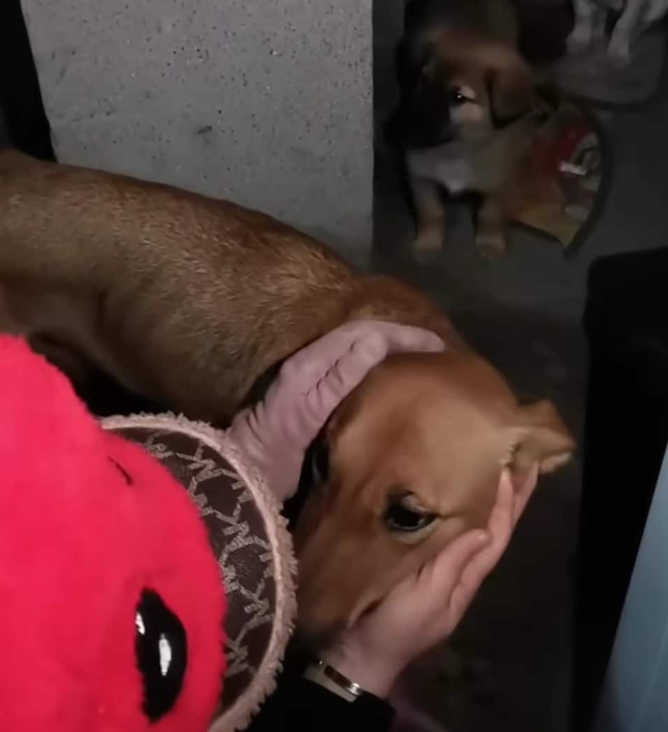 Extra image from article