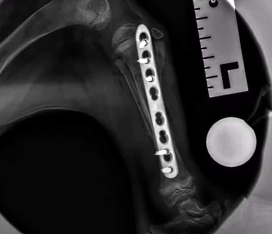 Extra image from article