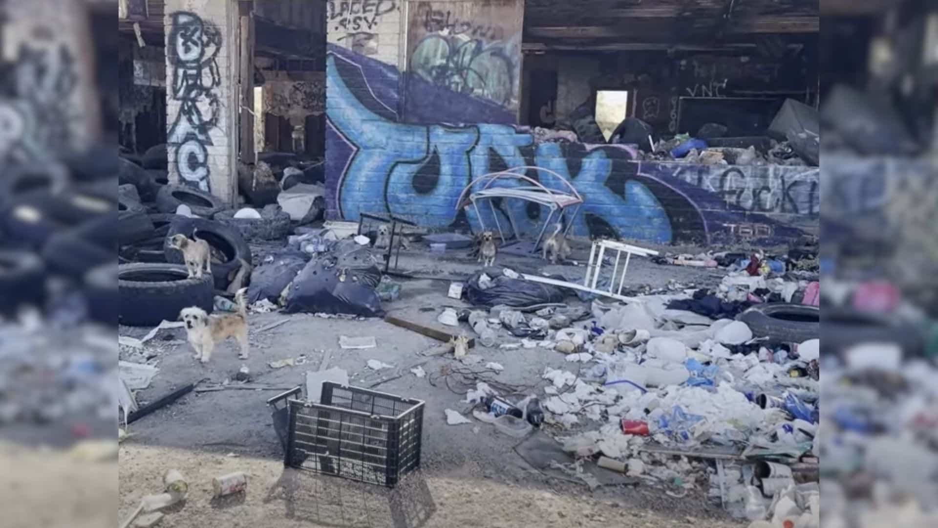 The team discovered that the clever pups...