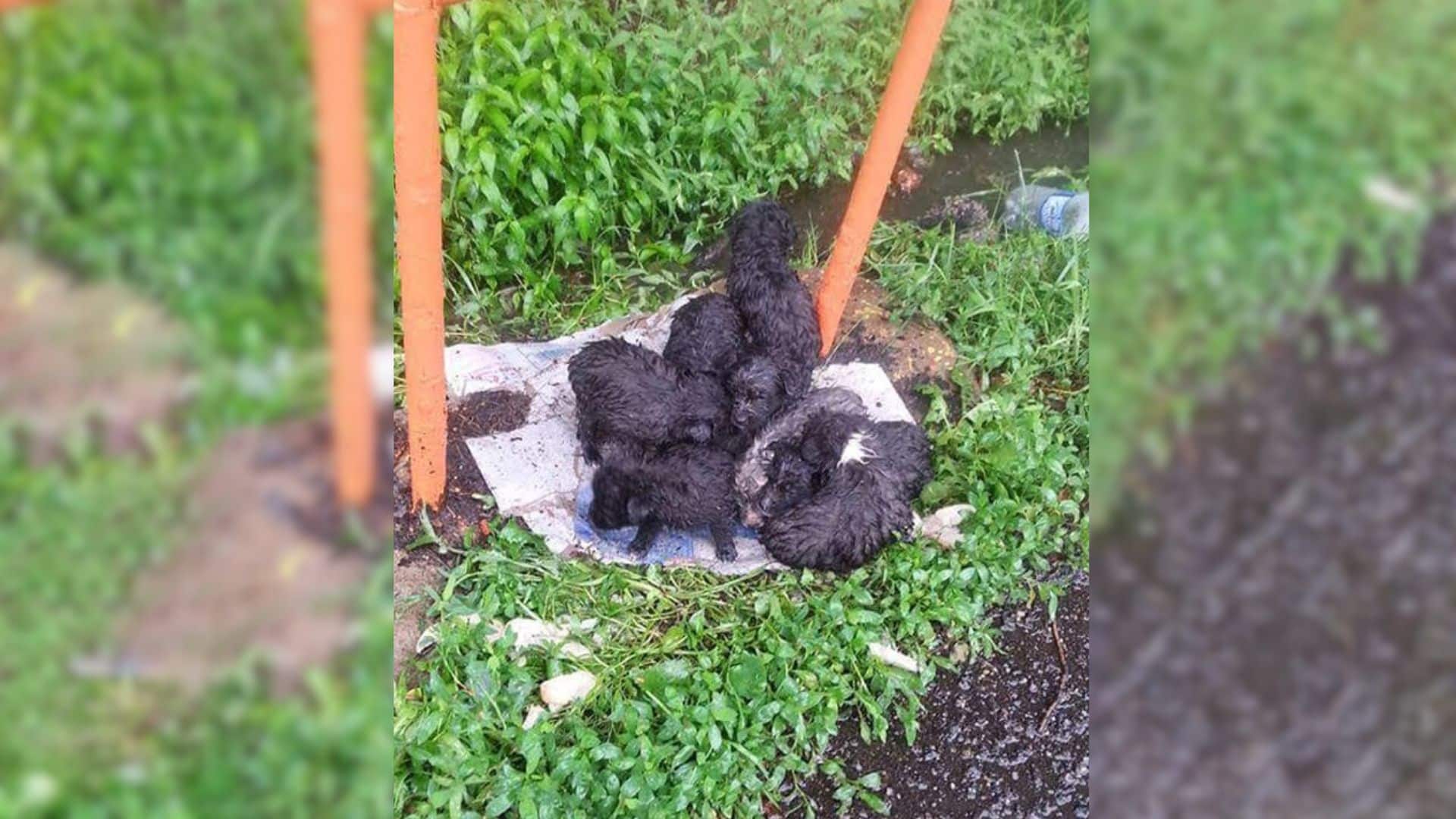 Passers-by turned a blind eye to their p...