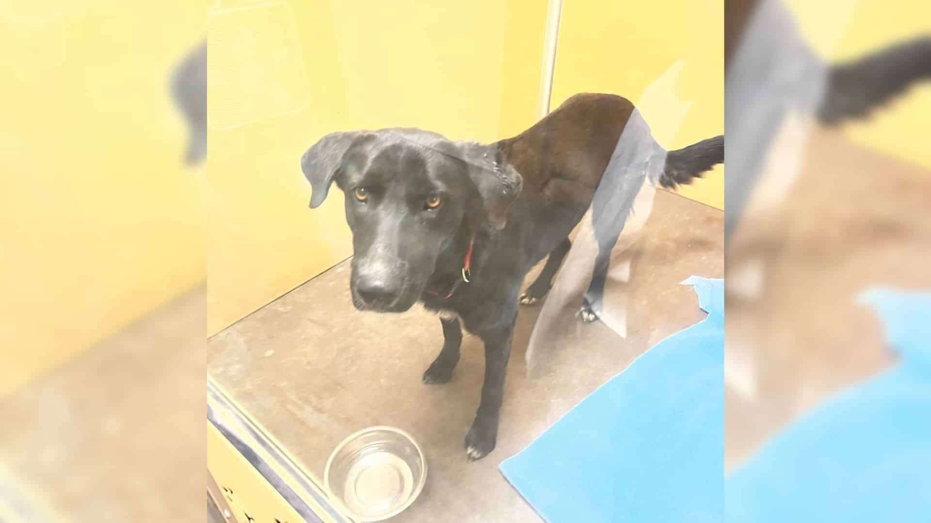 Shelters, while safe havens, are not ide...