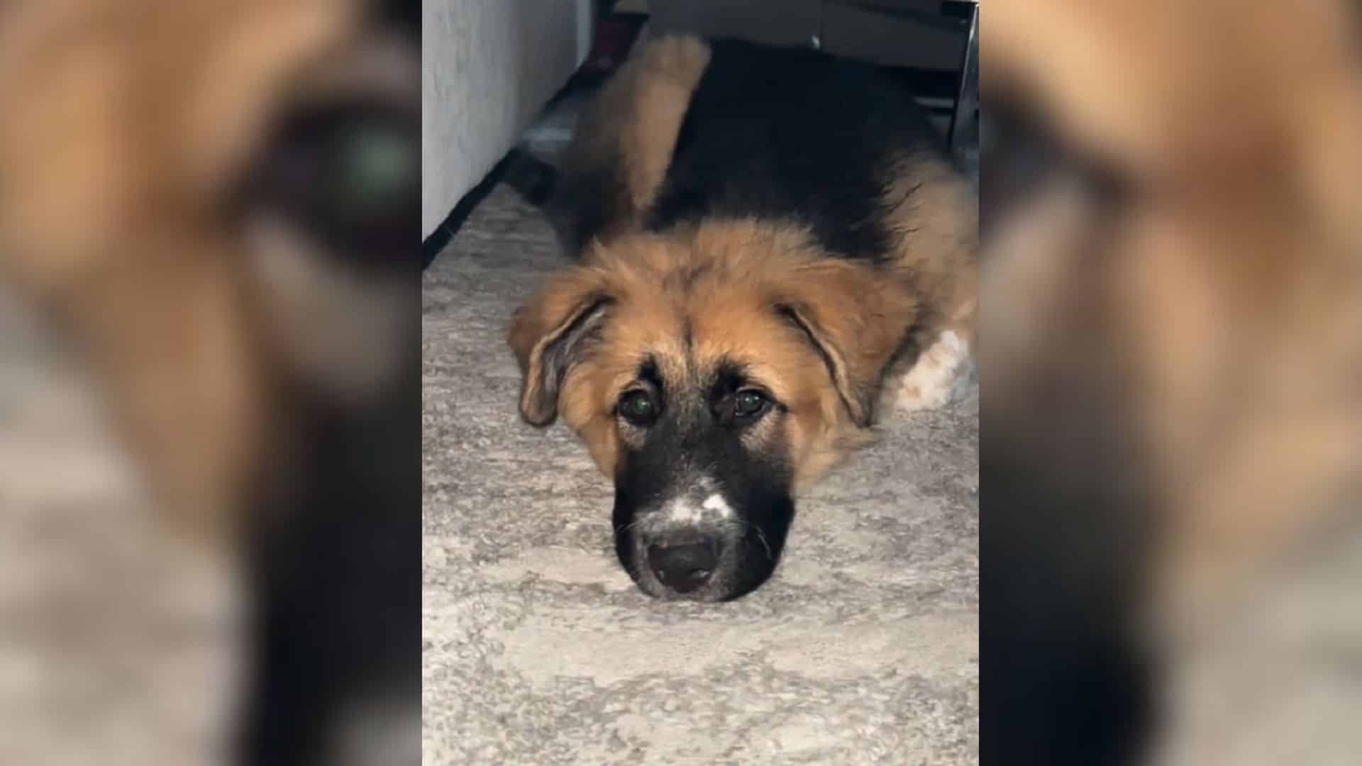 The woman explained that she had tried t...