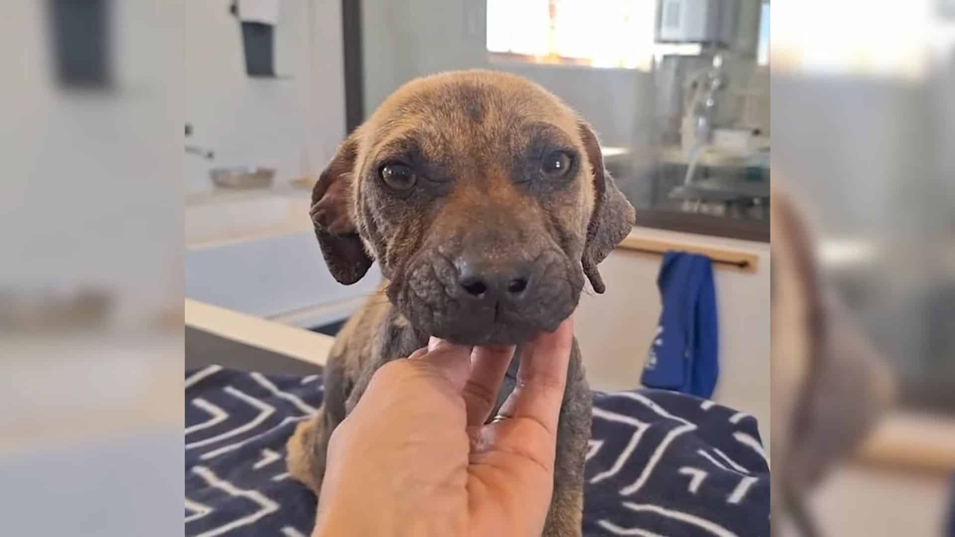 This was the case for a young puppy who ...