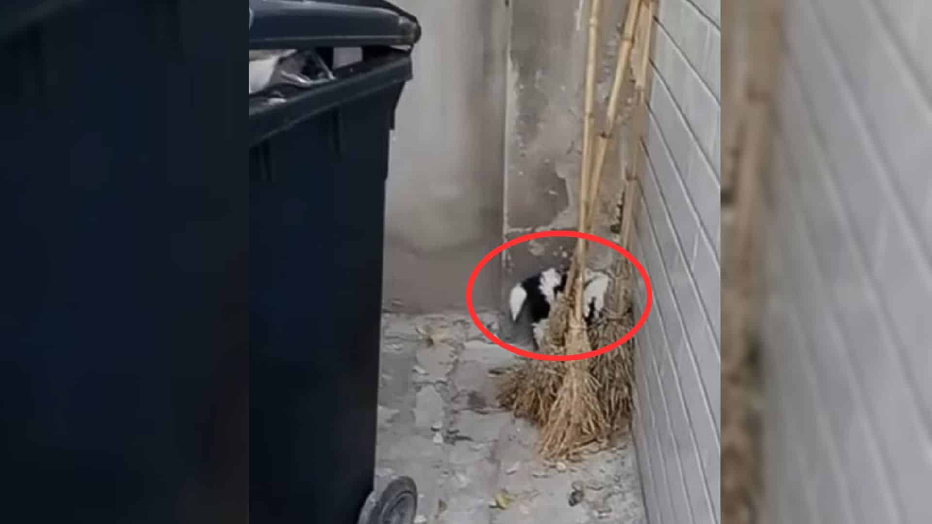 One such story is that of a tiny two-mon...