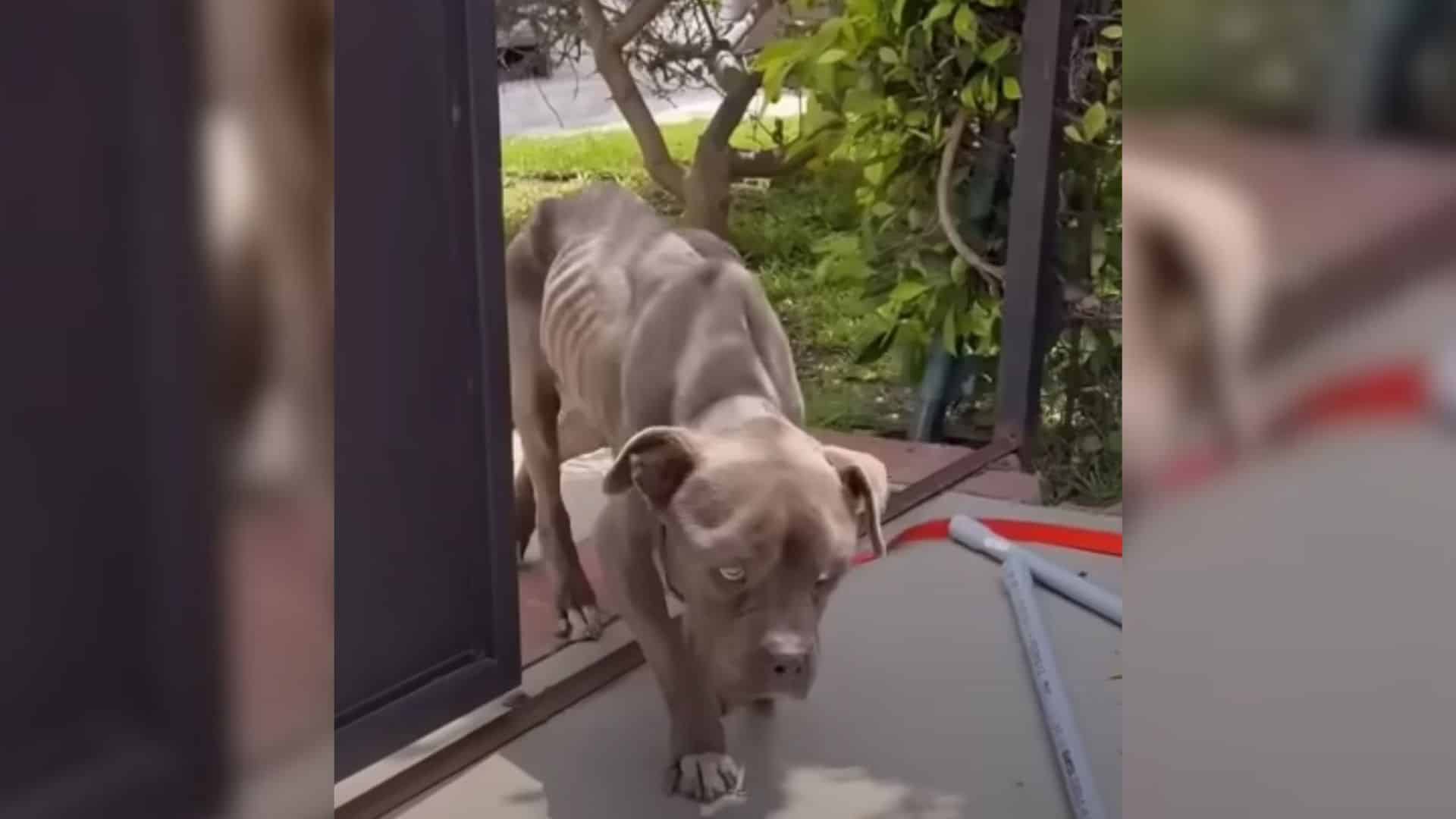 Such was the case with one brave puppy. ...