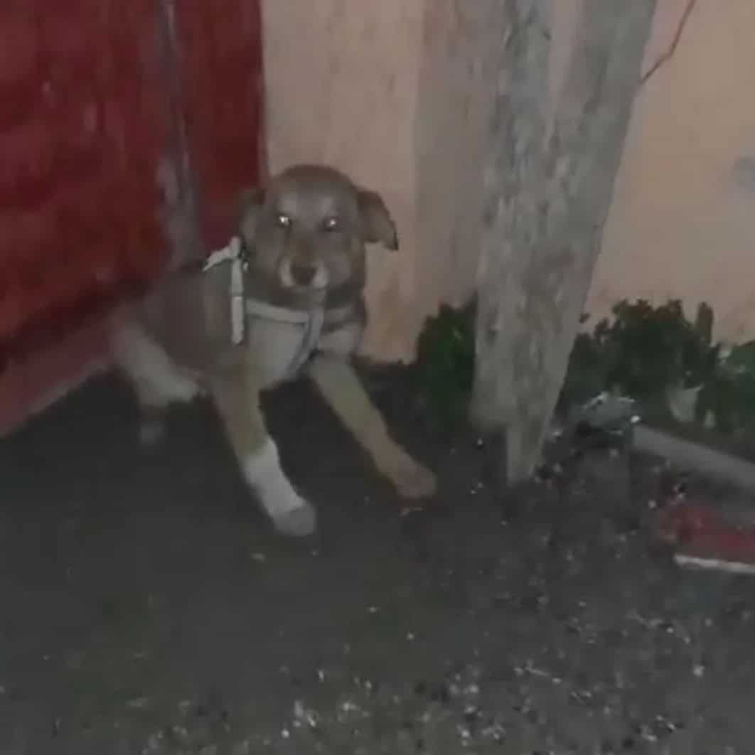 Extra image from article