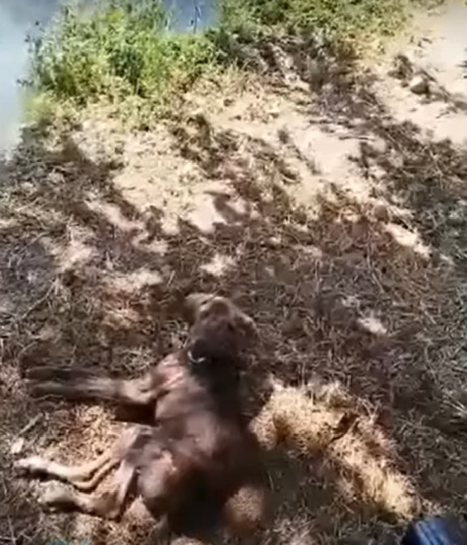 Tears in their eyes, they quickly transp...