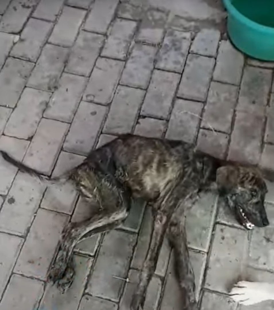 Extra image from article