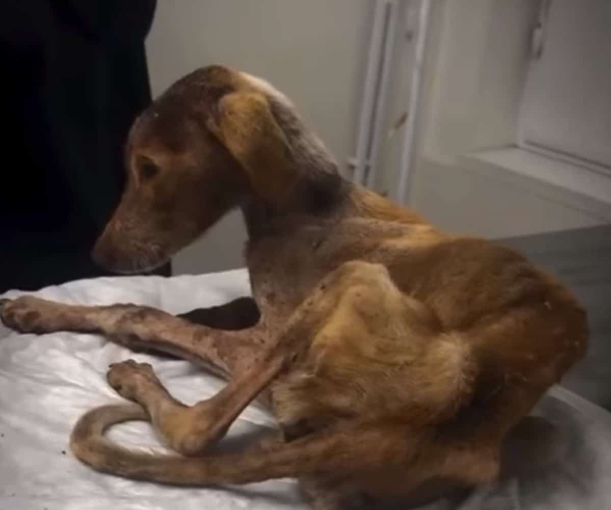 The journey toward full recovery was cos...