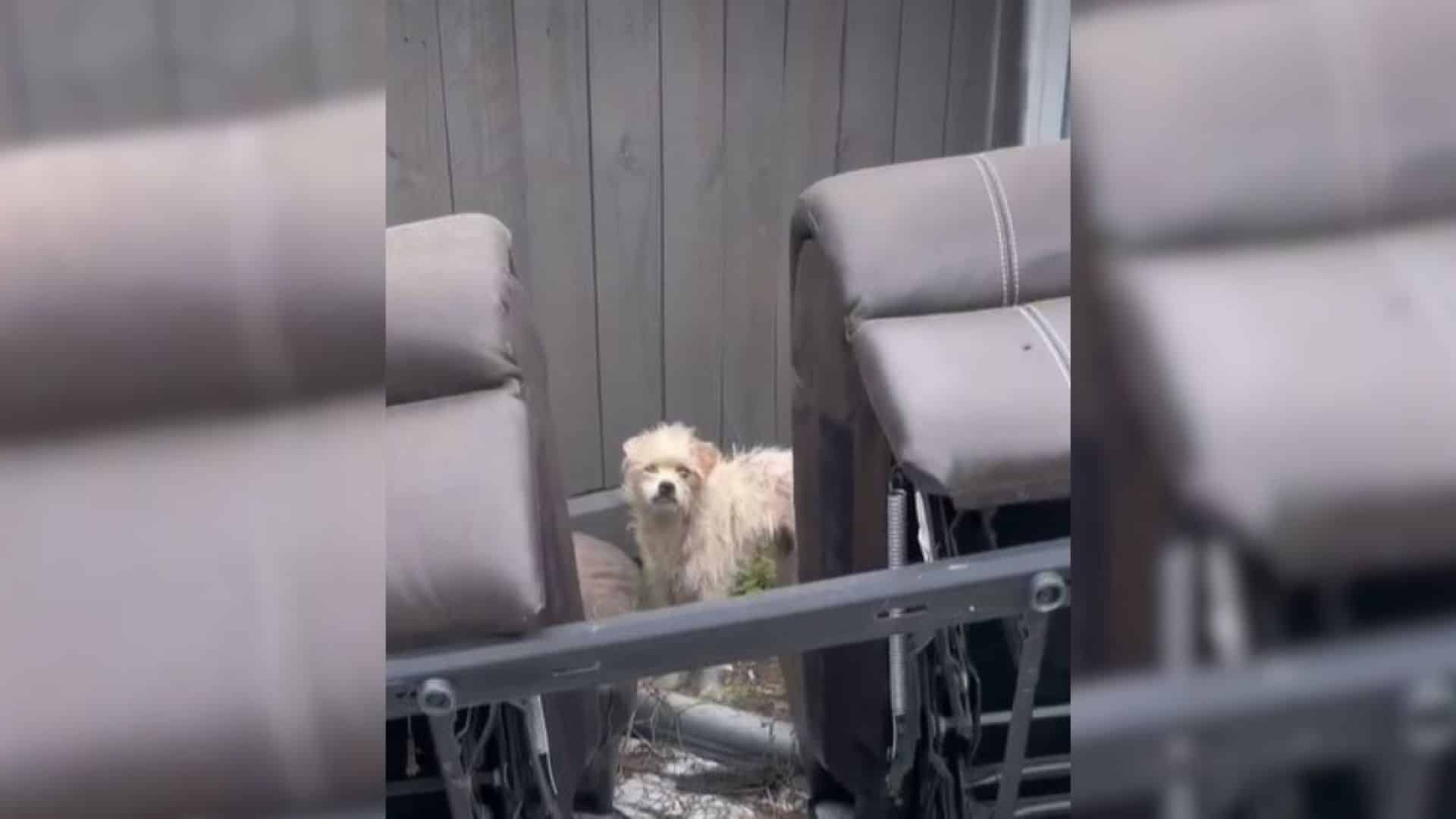 Such was the case for a lonely pup who s...