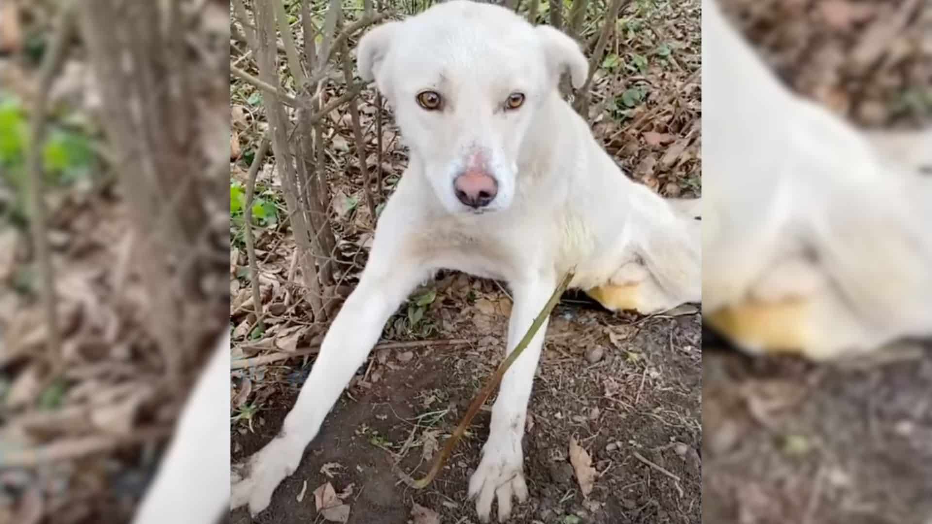 All dogs, regardless of their size or br...