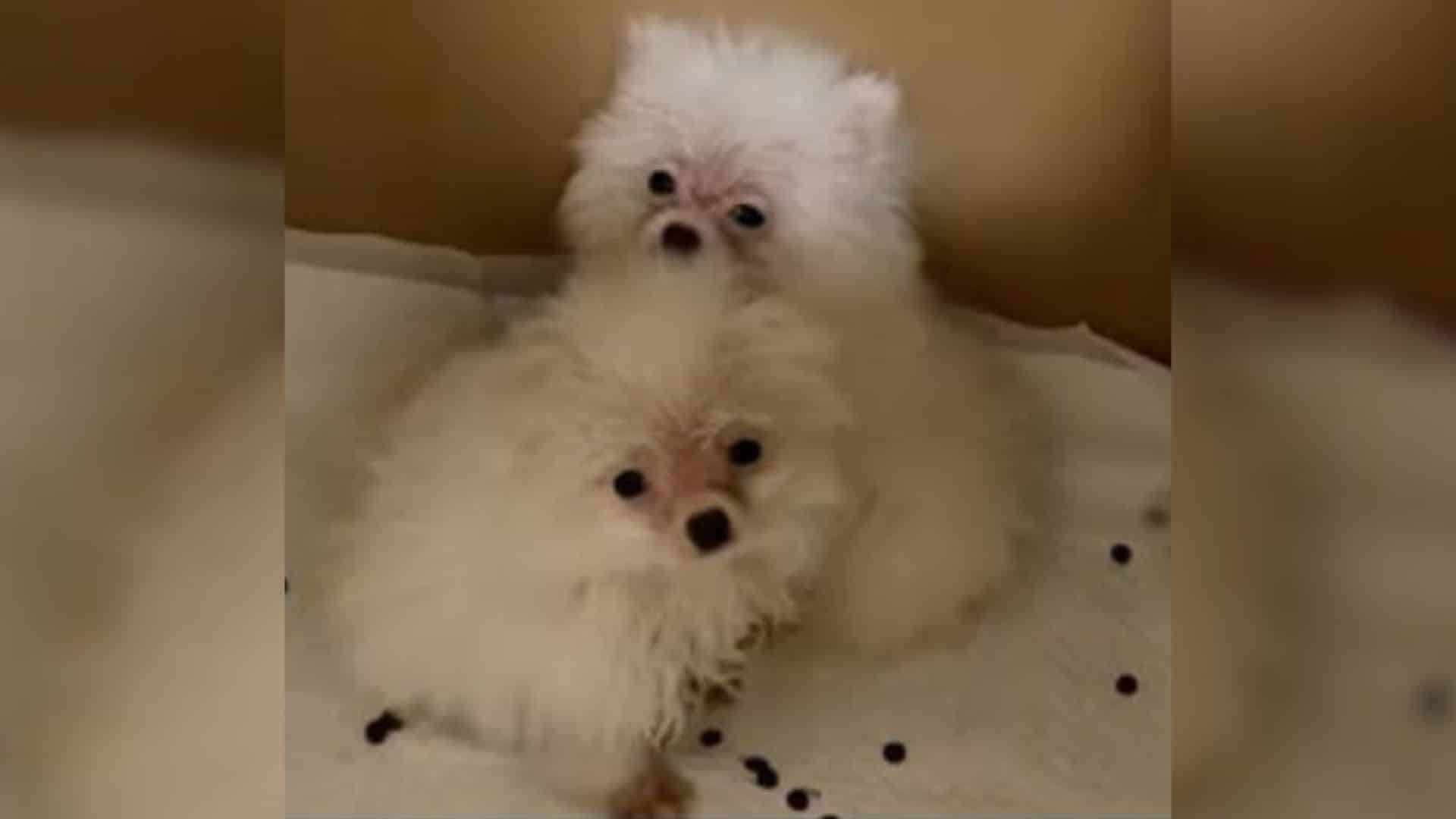 Seeing the dire situation of these littl...