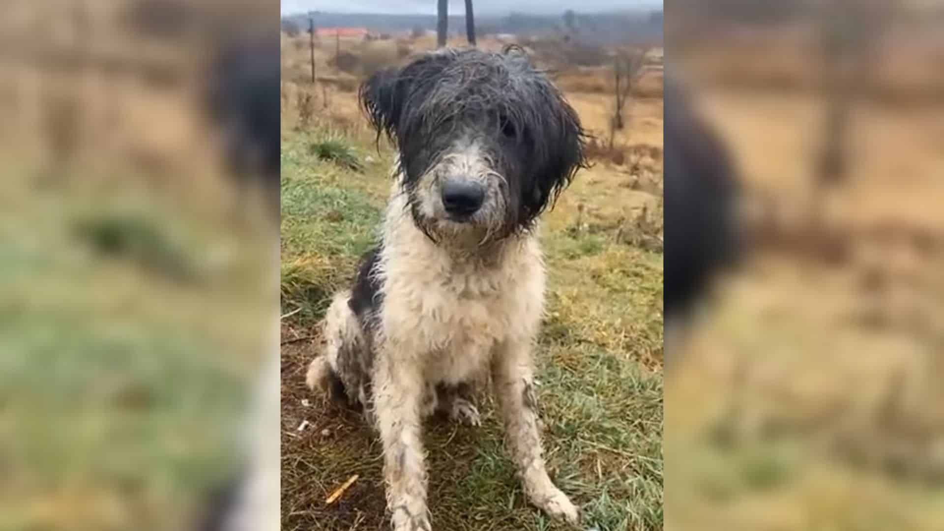 Take the case of George, a gentle dog wh...