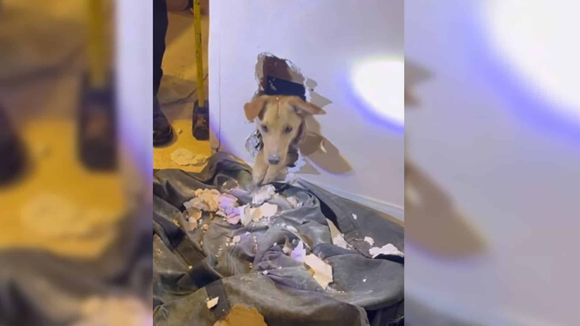 Faye's owners tried to rescue her on the...