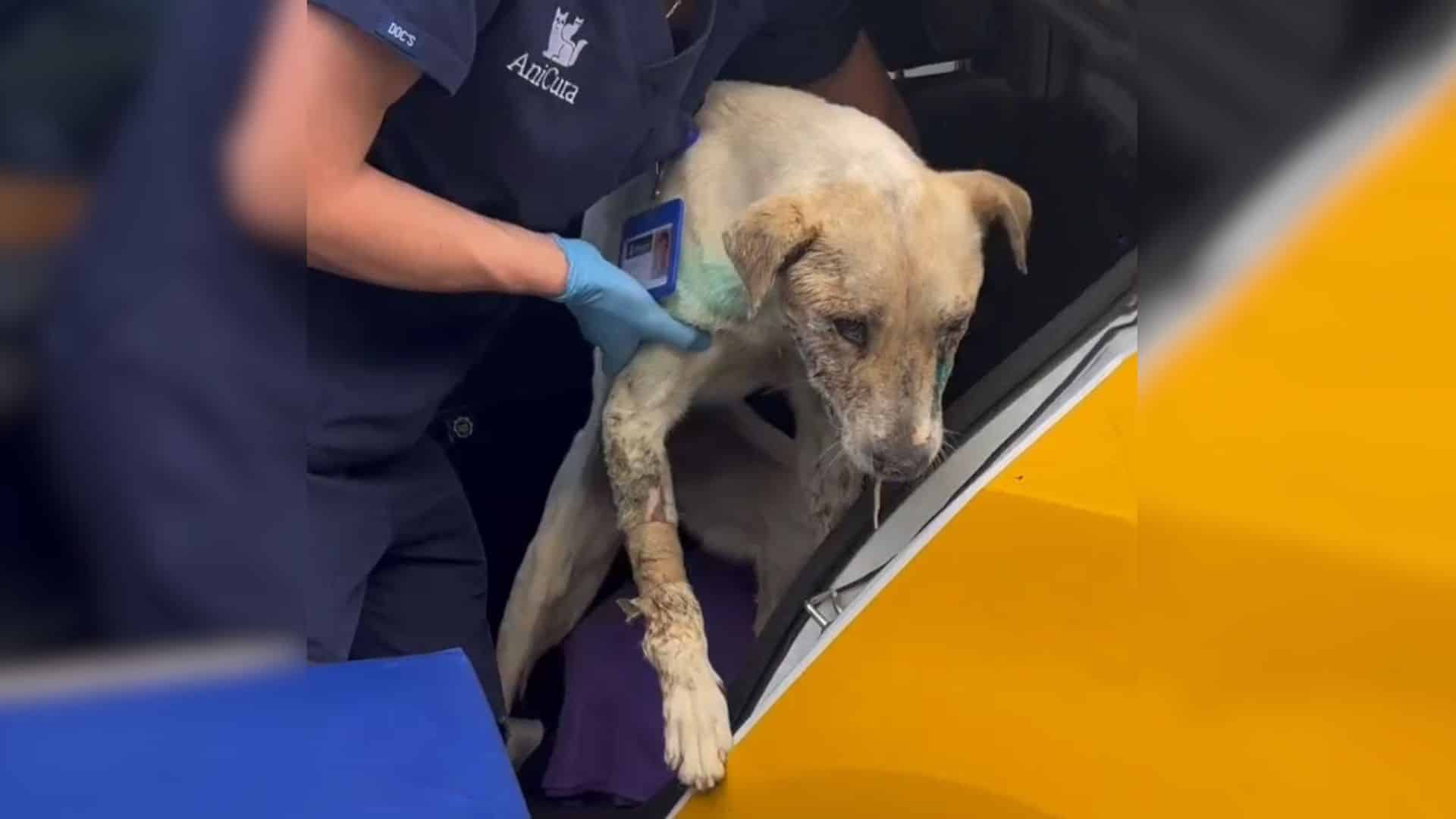 Such was the case for Sky, a dog found i...