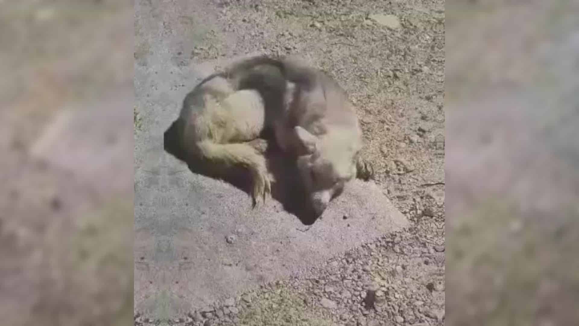 Luna's journey began when her owners cru...