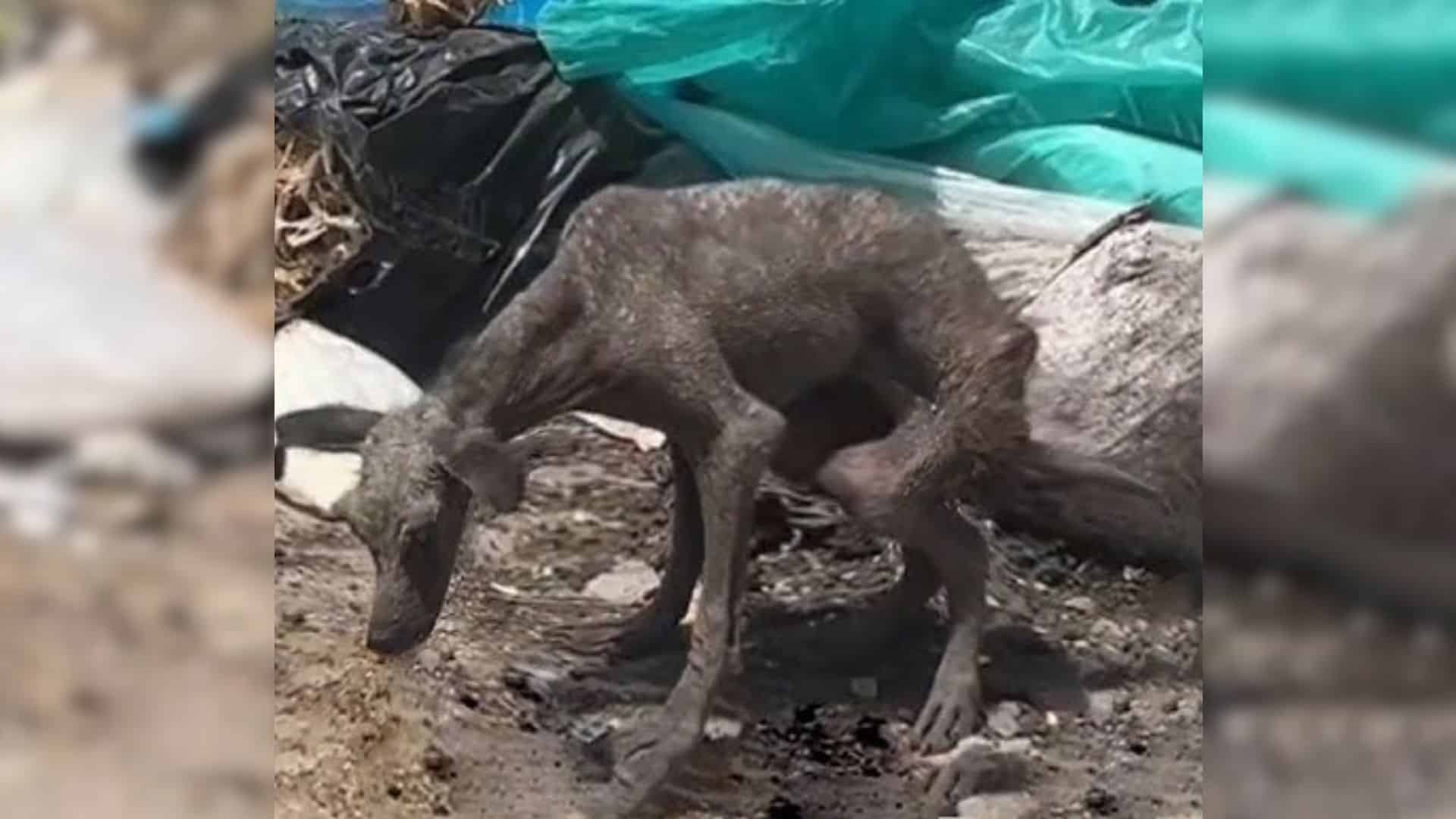 Determined to help, she approached the d...