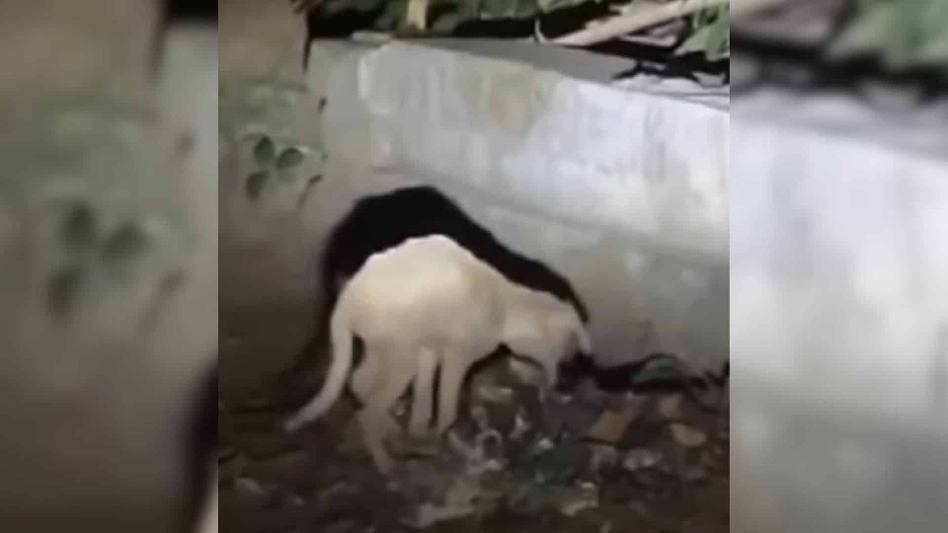 Upon taking a closer look, they discover...