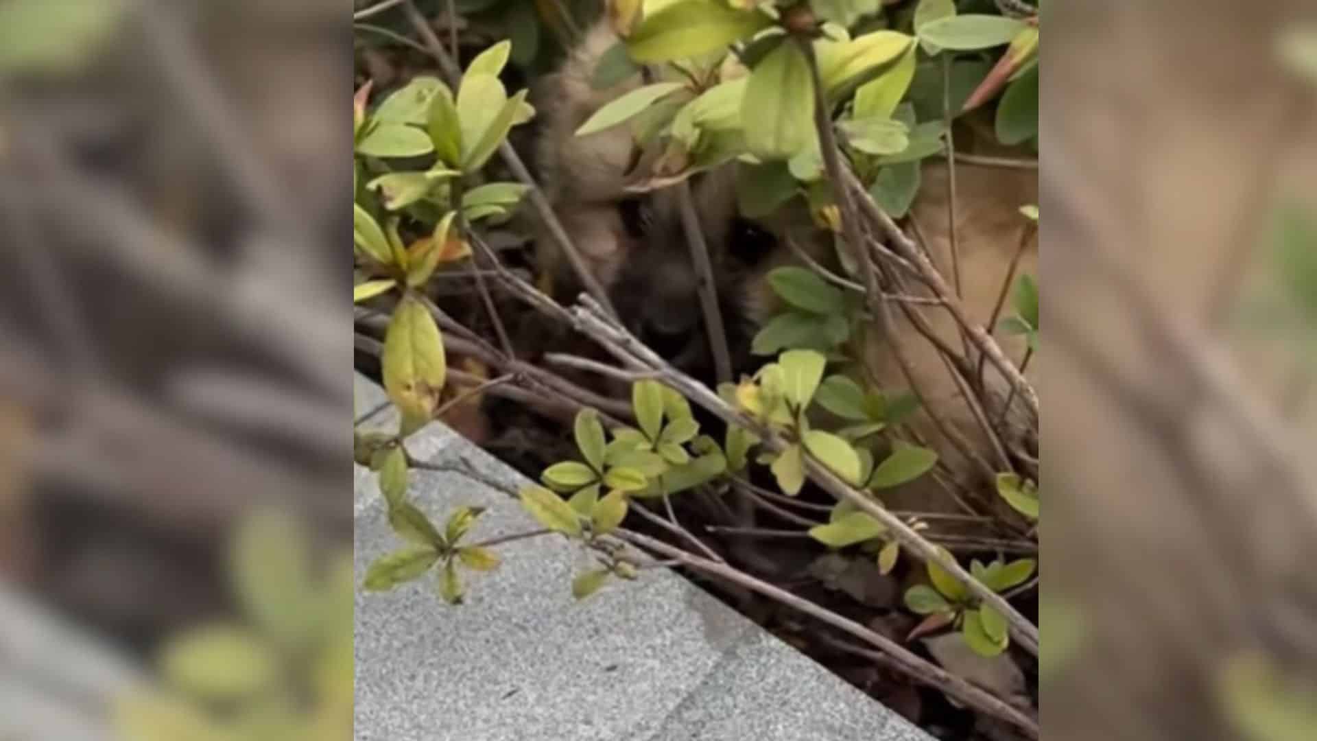 Curious, they approached the source of t...