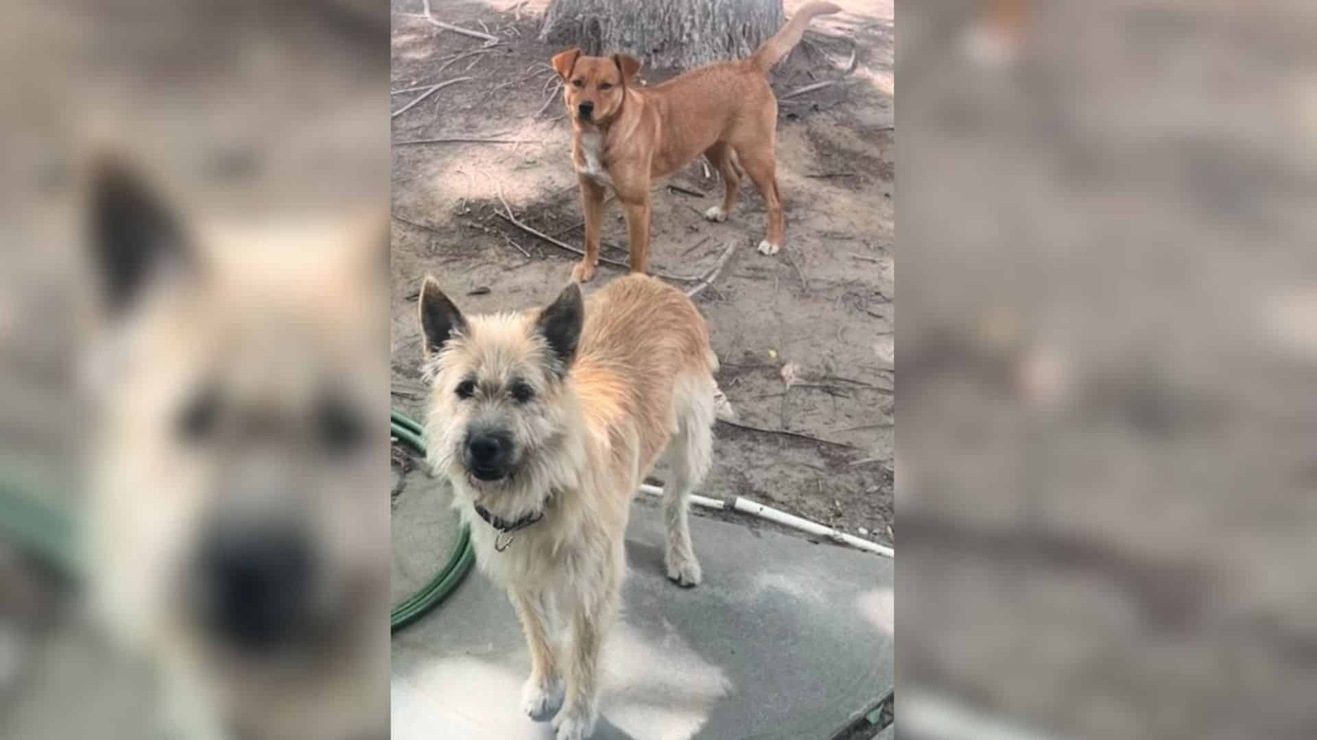 One such compassionate duo is Michelle R...