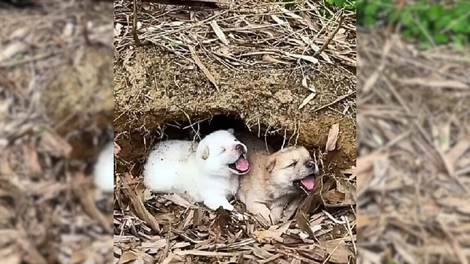 Such was the unfortunate situation for t...