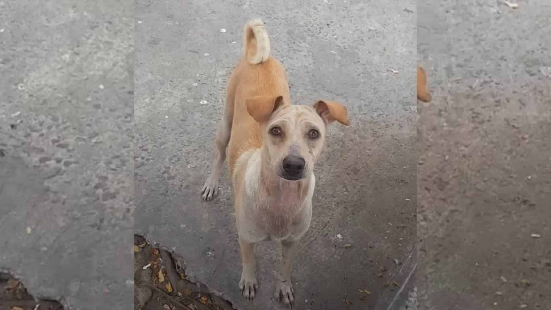 If you, like many others, have often fou...