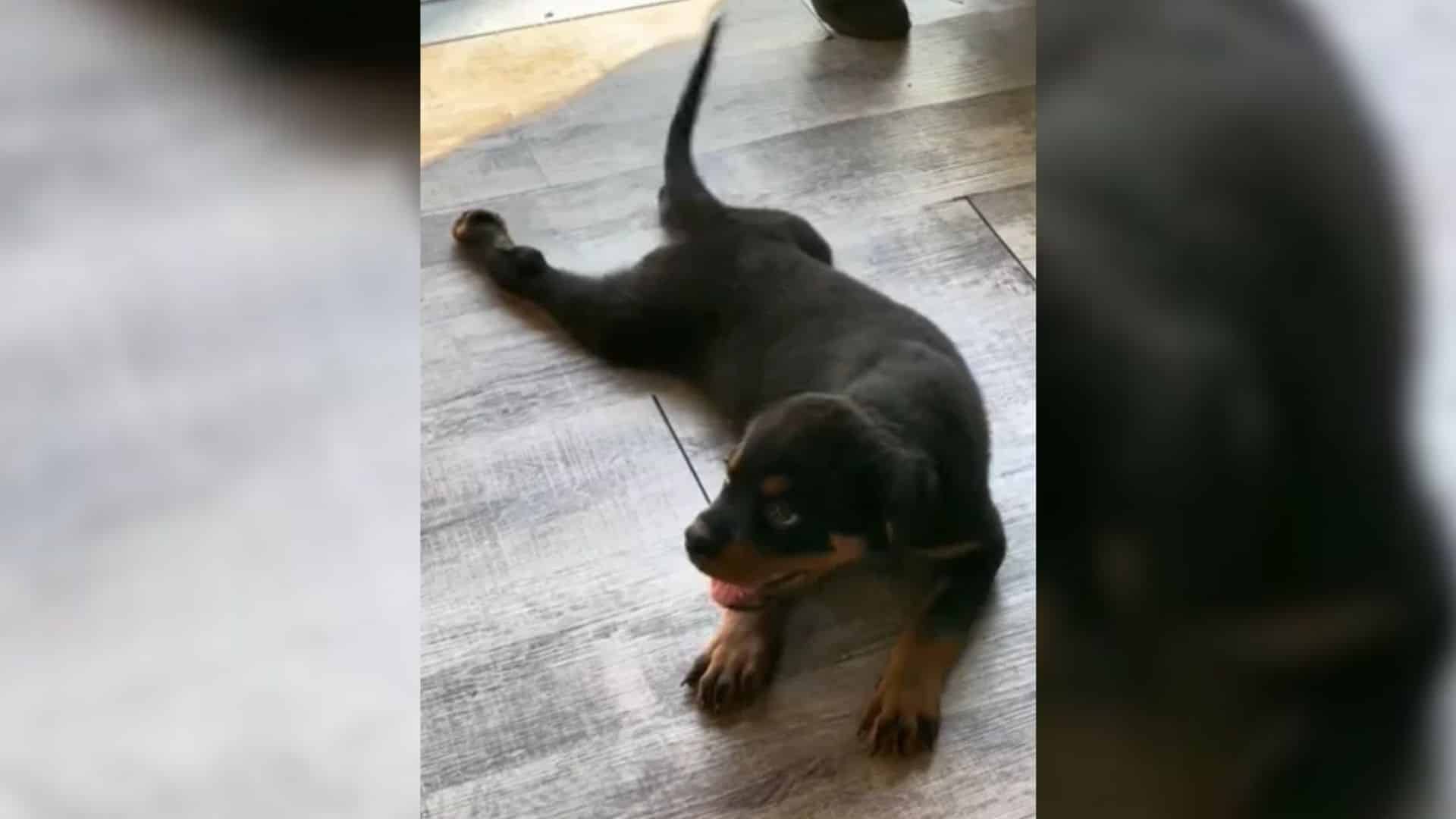 Alisse first encountered Gunther when he...