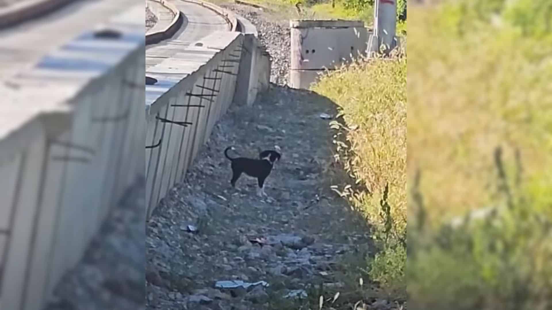 A compassionate passerby noticed her pli...