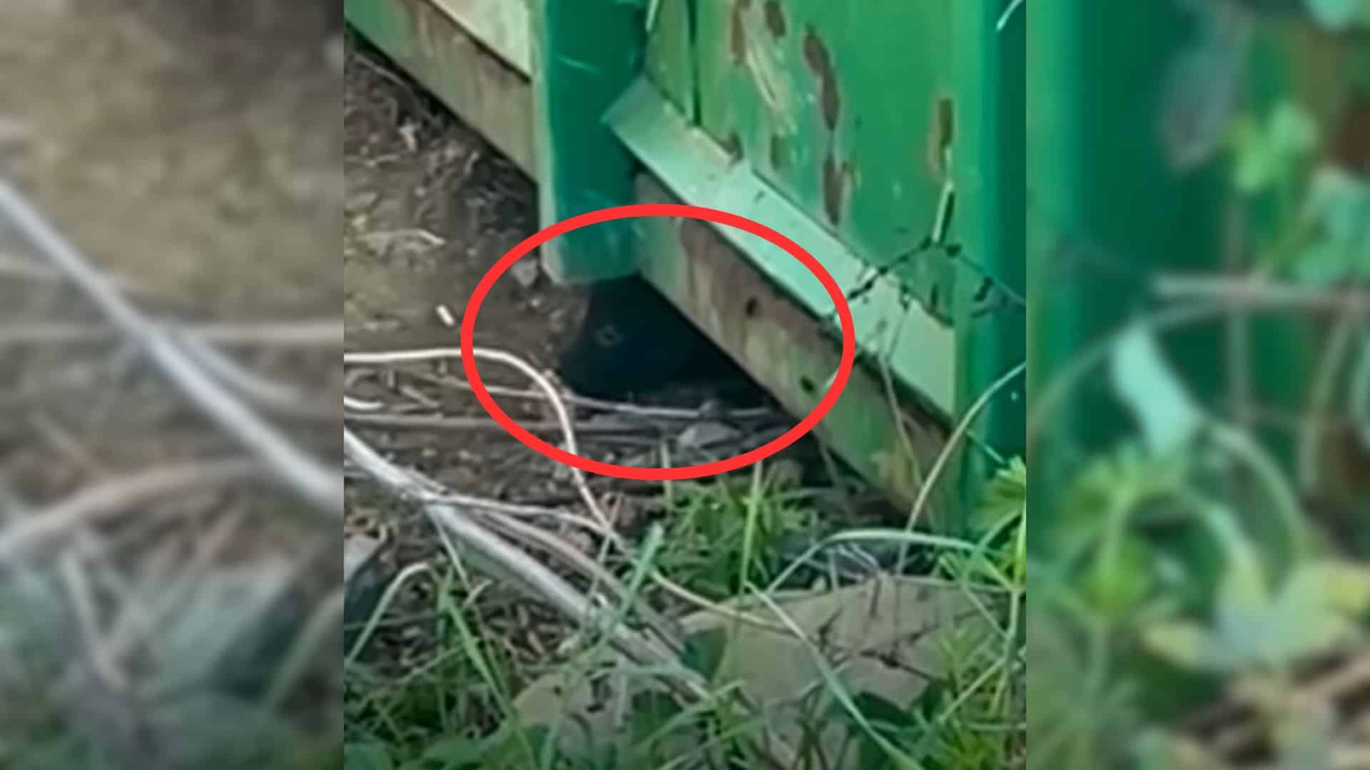 Though it's unclear how this endearing p...