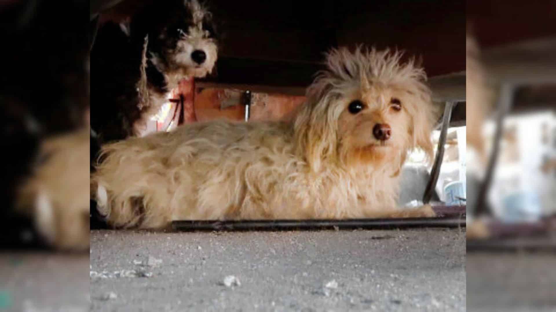 Life on the streets is tough for stray d...