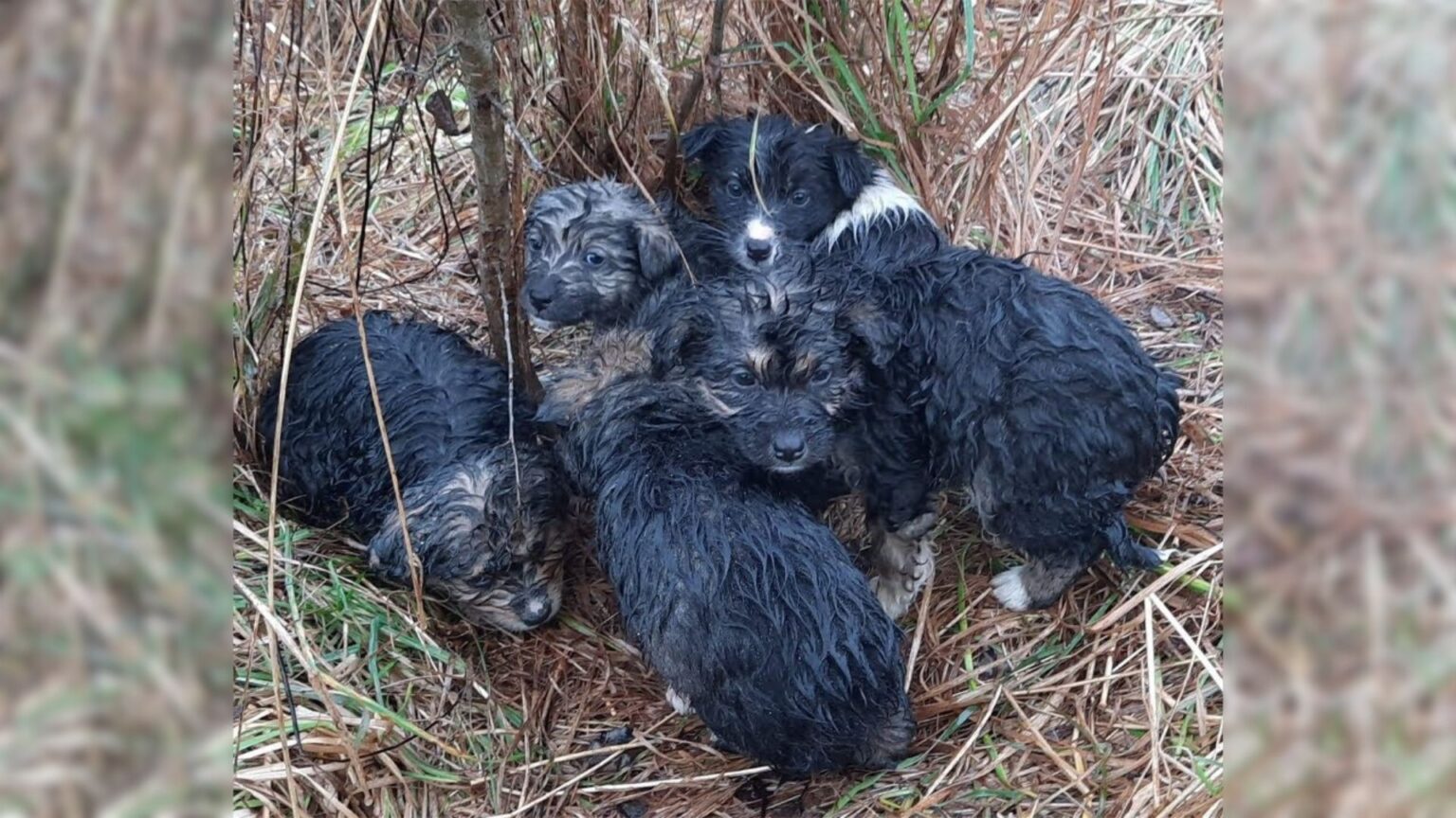 Mountain Miracle: Abandoned Puppies Rescued and Rehomed in Heartwarming ...