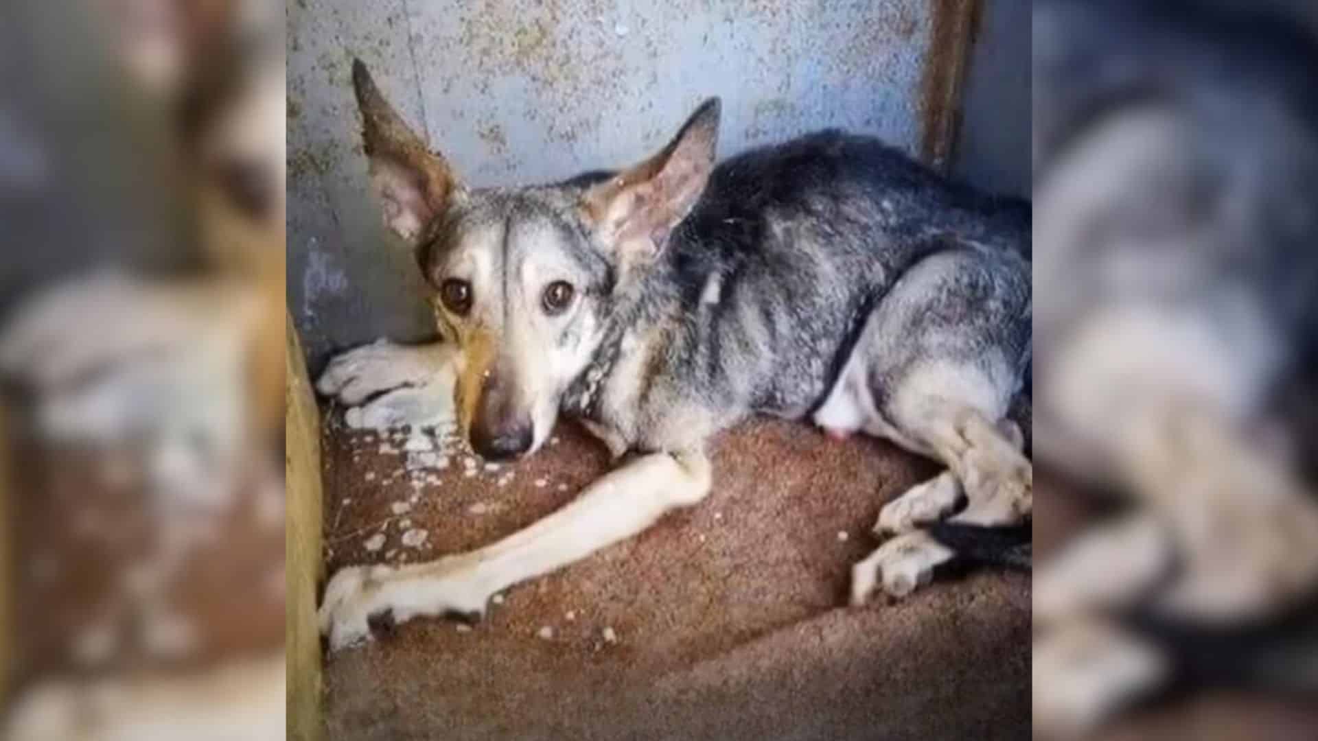 Such was the case for a dog who spent a ...