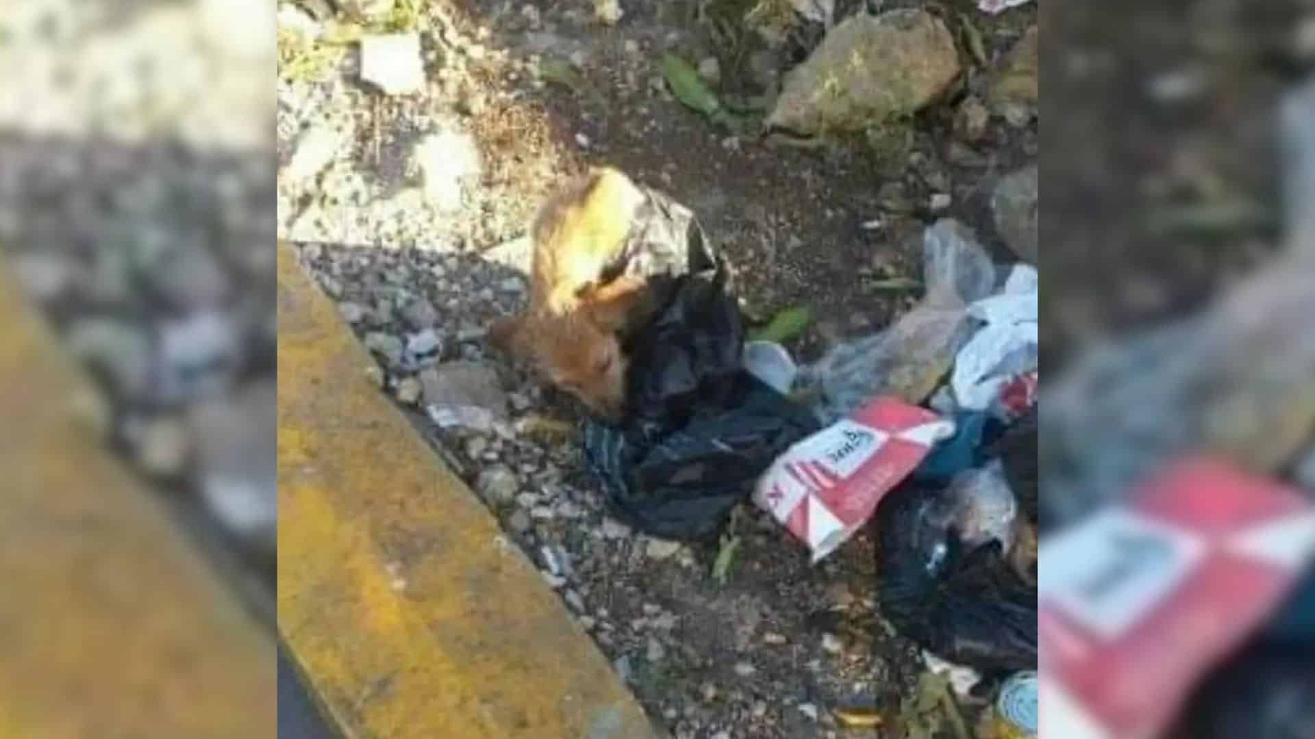 At the clinic, the puppy received troubl...