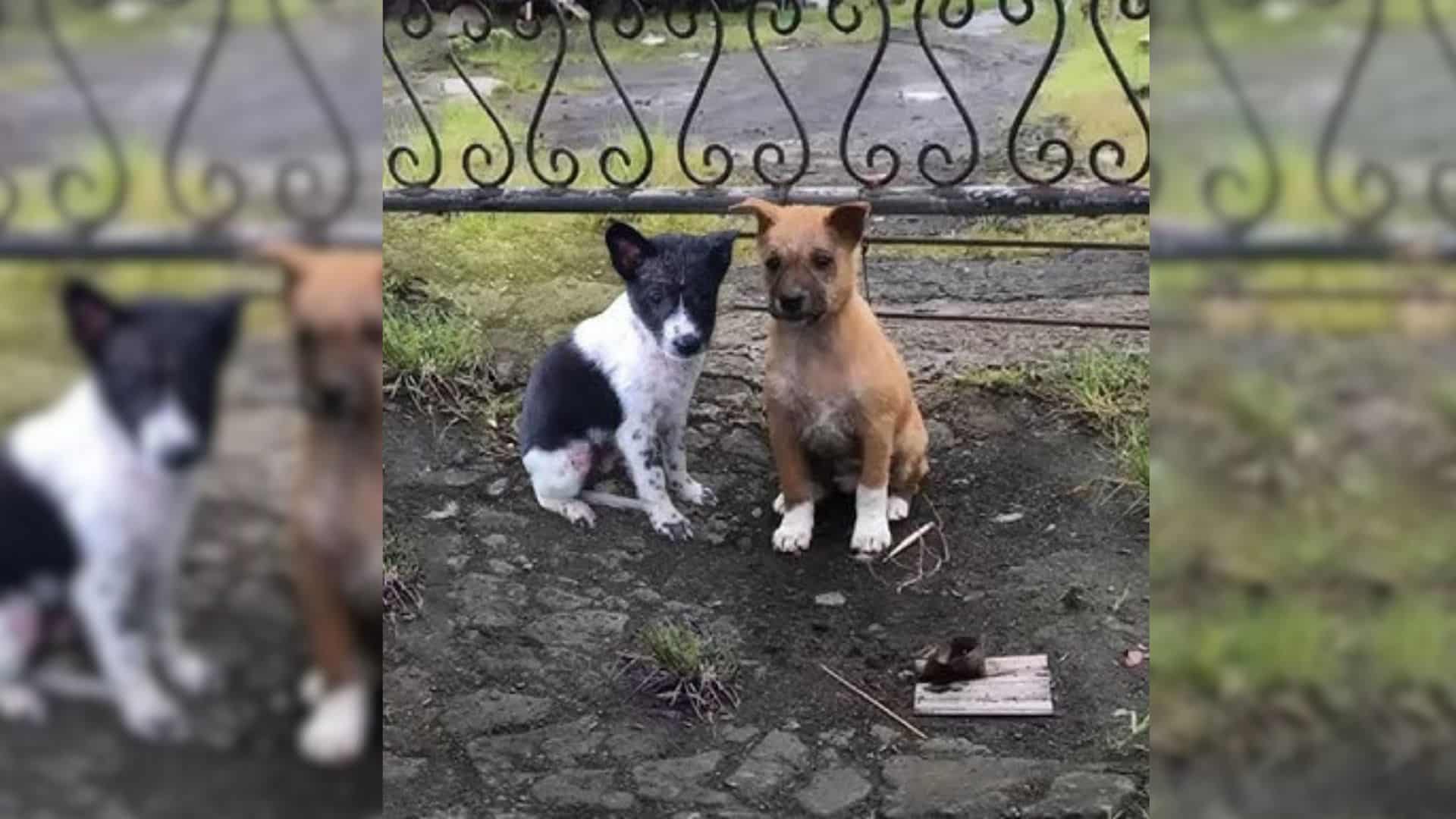 Living on the streets took a severe toll...