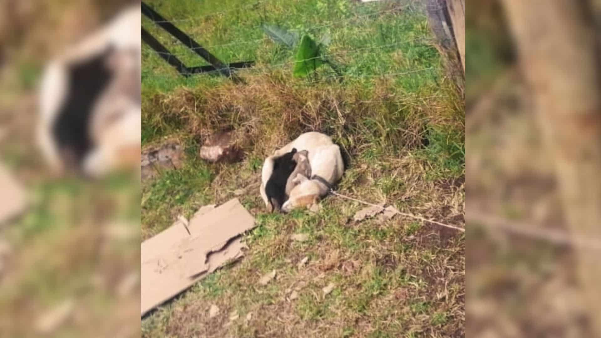 Her puppies clung to her, burying their ...