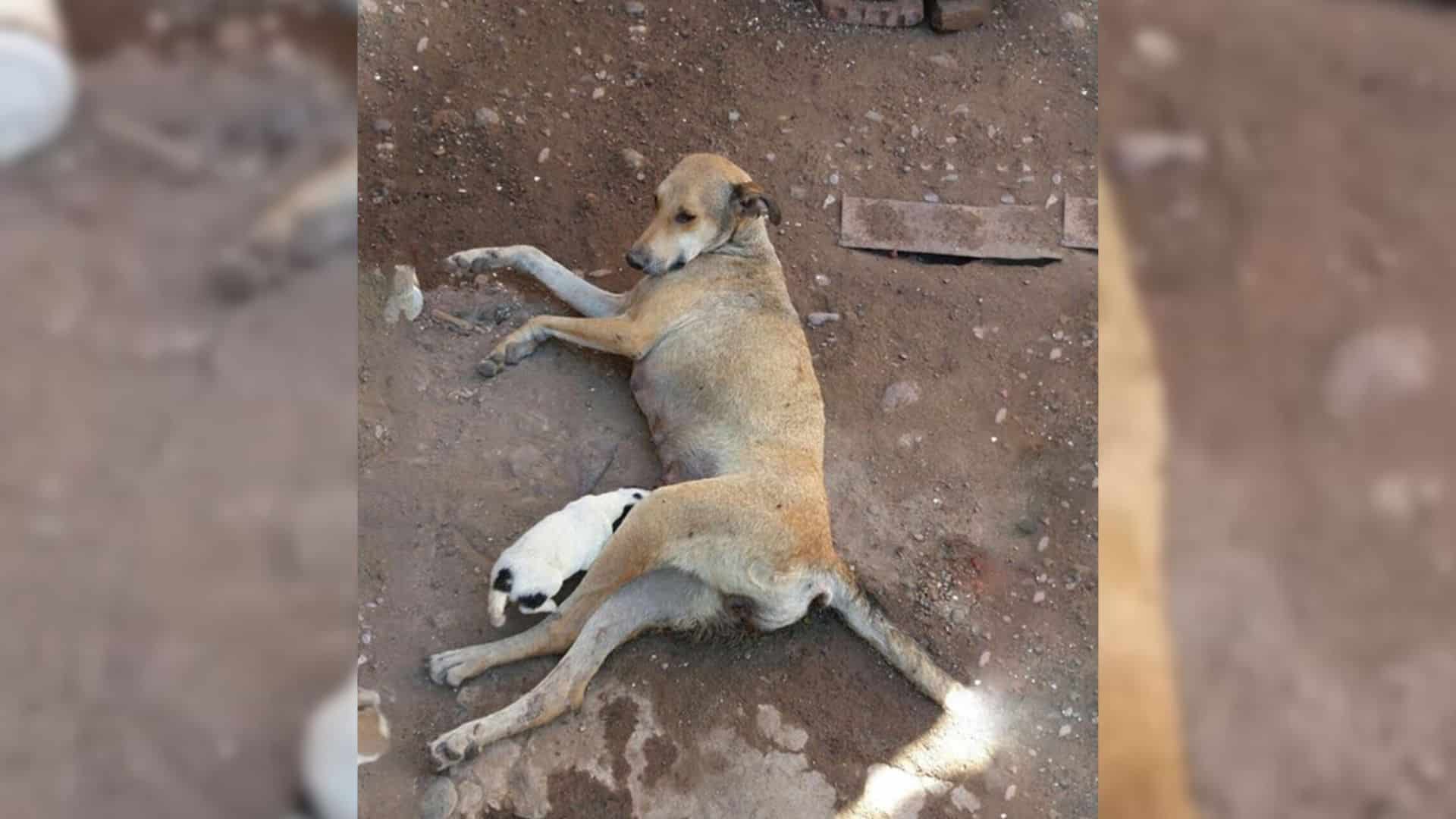 Meet Mindy, a dog whose life was far fro...