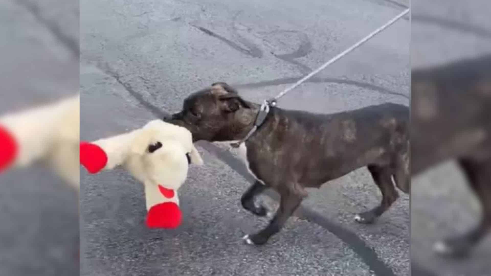 Just like humans seek companionship, dog...