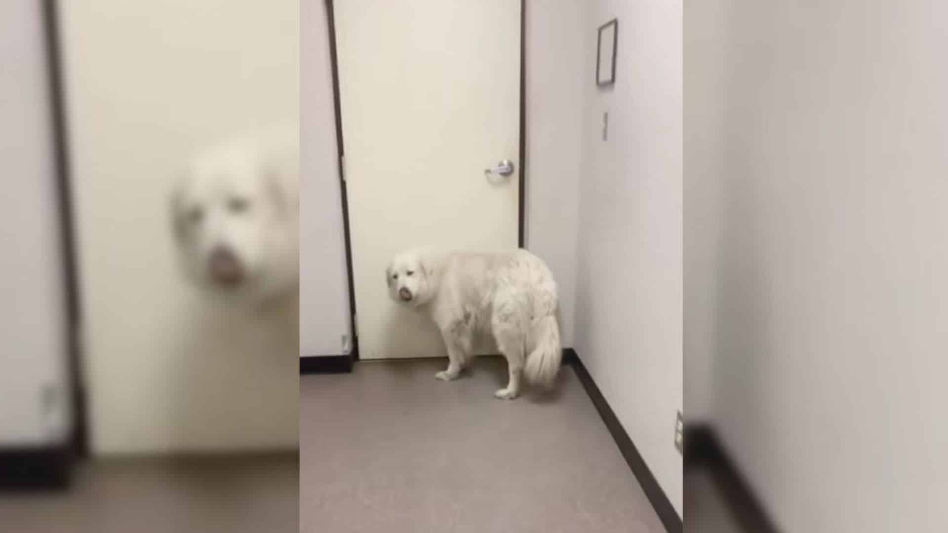 Recently, this heartbreak was captured i...