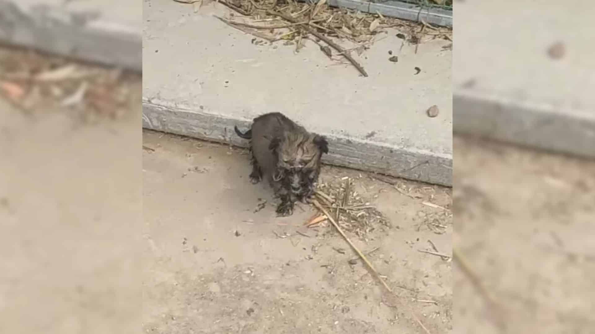 One such puppy, struggling to find food ...