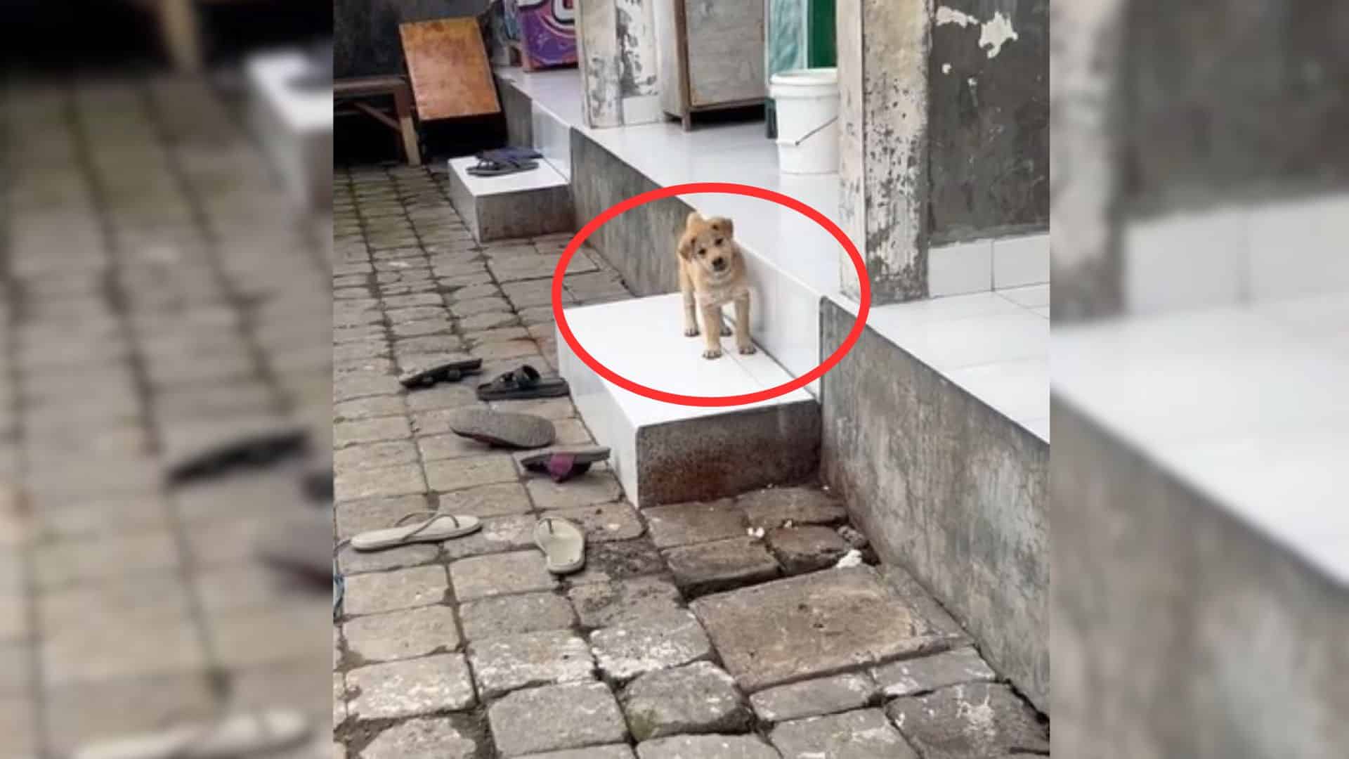 Prue from Mission Pawsible met Nona in d...