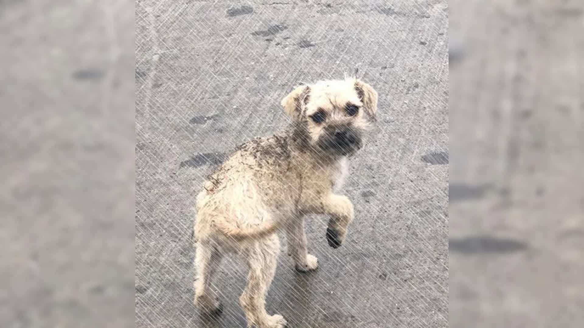 Lost and alone, the puppy wandered the s...