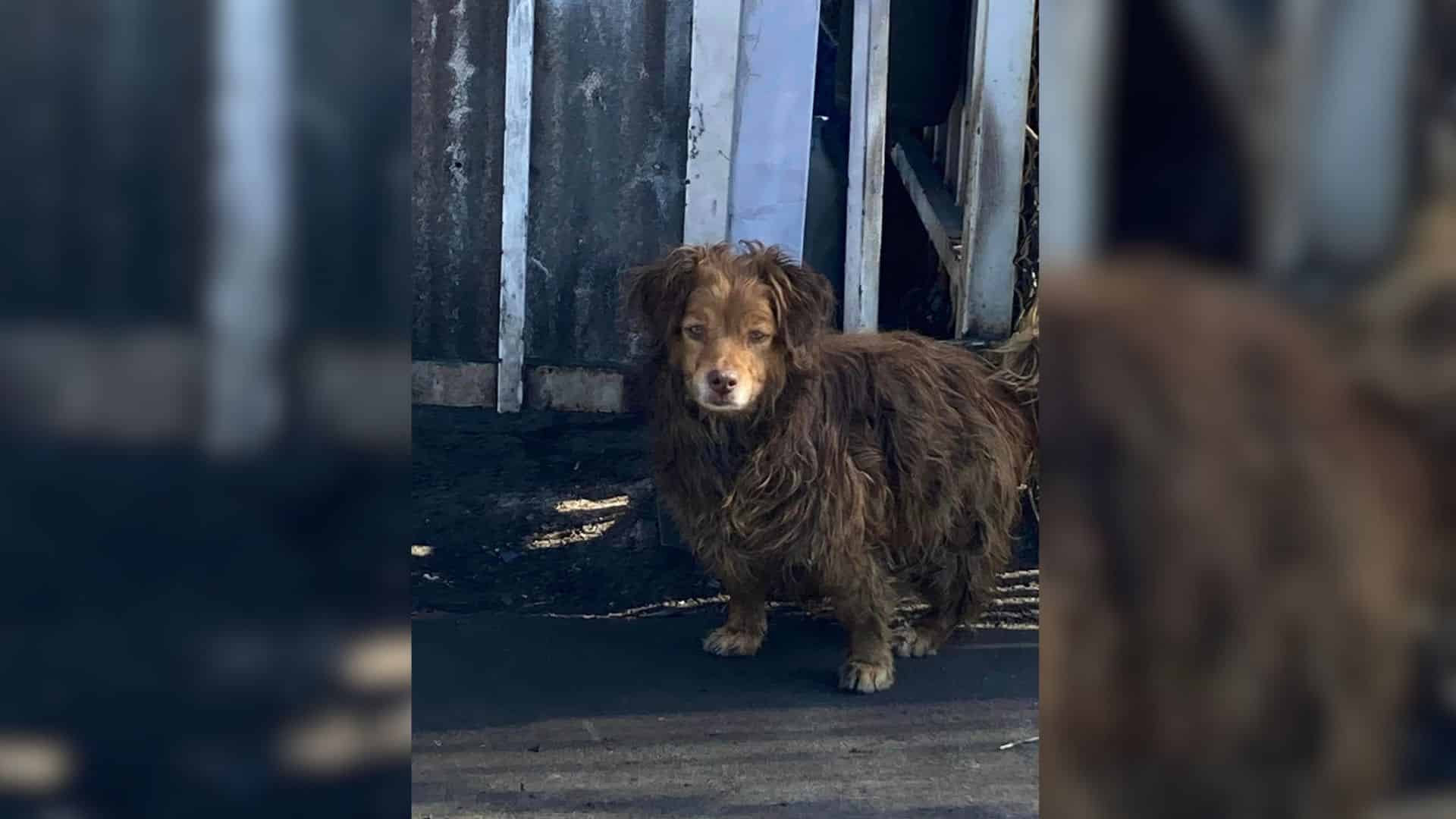 Imagine gazing into a dog's trusting eye...